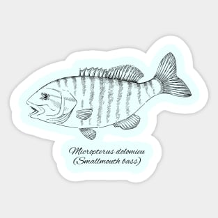 MICROPTERUS DOLOMIEU Sticker